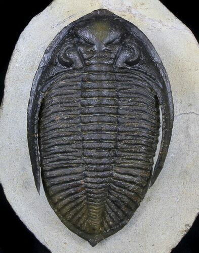 Large, Zlichovaspis Trilobite - Atchana, Morocco #37514